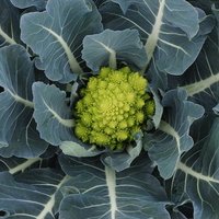 VeGIN 🥕🥦🧅🥬 (@warwickvegin) Twitter profile photo