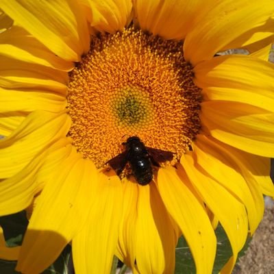 ChambonniereCa2's profile picture. Française blanche