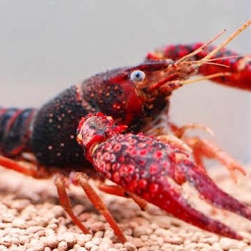 アメリカザリガニ Knaz アメリカザリガニ Knaz