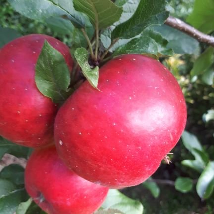 FluffAnecdote's profile picture. "well-written but ultimately nasty" - Chumbawamba's Boff Whalley