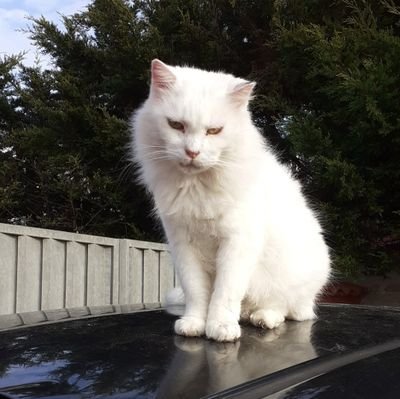 Milanese di nascita, romana d'adozione. Childfree 😻 Assistente e volontaria gattara, nel 💗 e nella vita. Disobbediente sin dalla nascita, ora ancor di più!