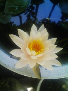 tamayurabetuin's profile picture. 登山と読書、怪談奇談、映画（推しは永瀬正敏）・演劇（推しは平野良）をこよなく愛する日々ぼんやりな粗忽者。張國榮是我永遠的明星。雑多に読む活字中毒者。文アル・文スト応援中。ゲ謎8回、真正版5回入村済。知命間近の貧乏独身貴族…揺蕩えども沈まず。妹の娘に「伯母様」と呼ばれている。※twitter開始日:2010.11.19