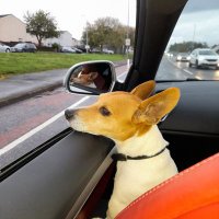 Ozzy the JRT(@AliceHa64023306) 's Twitter Profile Photo