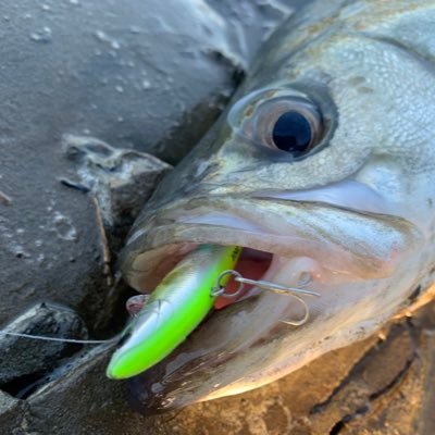 sukusukusudati's profile picture. 東京湾奥でチニングしてる人