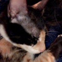 شهد(فندقه قطط) (@mamaandmycat) 's Twitter Profile Photo شهد(فندقه قطط) (@mamaandmycat) 's Twitter Profile Photo