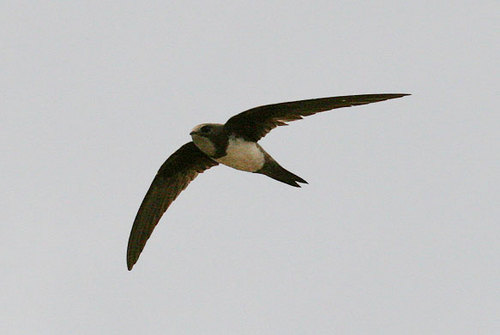 iSwyft's profile picture. The competition is here.