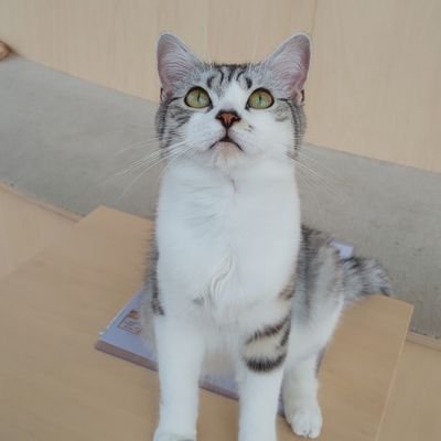 にゃんた🐱 (@nyanta_0410) / X