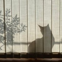 aya_iiko (@aya_iiko) Twitter profile photo