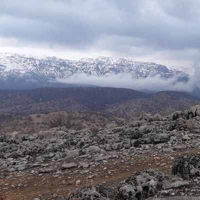 shahdadvand's profile picture. 