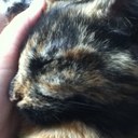 Shann Robyn McDonald - @LeoGirl85 - Twitter