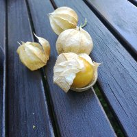 Jota Pluralis (@llusafin) Twitter profile photo