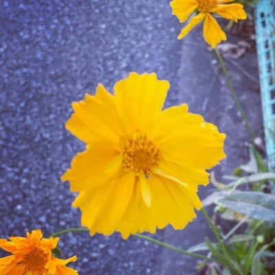RxJb4WkrH7xCT3b's profile picture. 虹色の金曜日やレインボー関係のアカウント。 レインボーのファンです。虹金の視聴者さんのフォロー大歓迎です！   インスタグラム→  https://t.co/CxaoepoRIQ