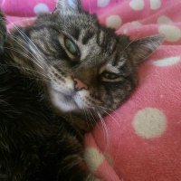 Princess Liliana (@lilyedwards742) 's Twitter Profile