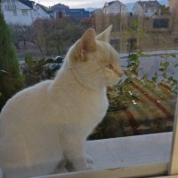 BLANQUITO (@mifisil1996) 's Twitter Profile