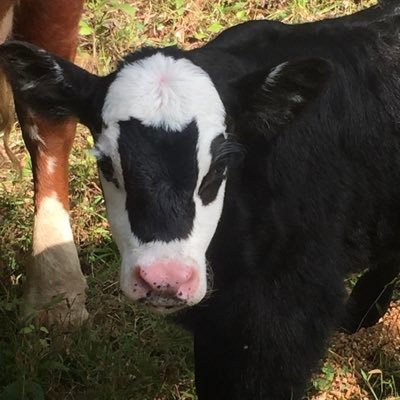 Bennyboy3344's profile picture. Emergency Medicine Doc that was born and raised in Eastern Kentucky and came back to take care of his people.