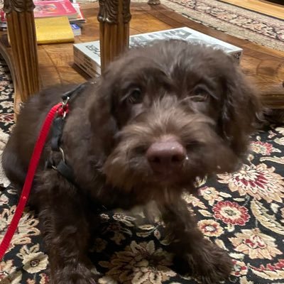 shanthiashok22's profile picture. 