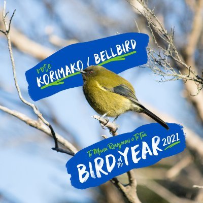 ✨🔔🦜✨ Star of the Dawn Chorus. Vote Bellbird/Korimako for BOTY.

Facebook: Korimako/Bellbird for Bird of the Year
Instagram: TeamKorimako