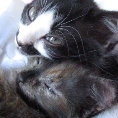 Hi! My name is Christiana. My family and I foster kittens. Follow to join our journey!