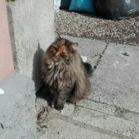 Fra (@frank_cipo) 's Twitter Profile Photo Fra (@frank_cipo) 's Twitter Profile Photo