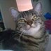 William Castillo (@felinesfor420) Twitter profile photo William Castillo (@felinesfor420) Twitter profile photo