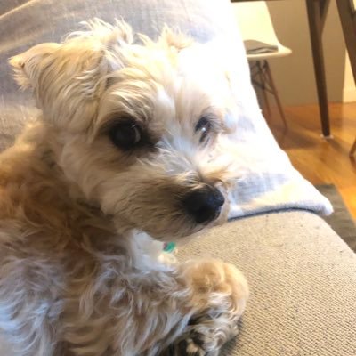 brooklyn_hrt's profile picture. 気づけばNY15年目 と思ったらハワイへ移住しました。