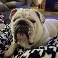 Spartan2/6Actual (@spartan260411) 's Twitter Profile