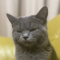 syamura (@tamyan811) Twitter profile photo