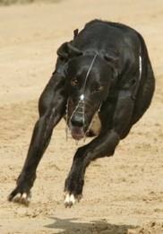 Westmead_dogs's profile picture. Henlow greyhound track great night out for everyone check out our website for great deals!!!!