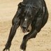 Robert Morton (@westmead_dogs) Twitter profile photo Robert Morton (@westmead_dogs) Twitter profile photo