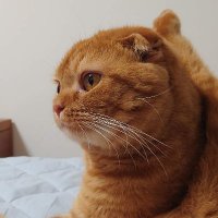 JunKiyoshi (@junkiyoshi) 's Twitter Profile Photo JunKiyoshi (@junkiyoshi) 's Twitter Profile Photo