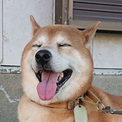 柴犬・バス釣り好き(最近はサーフのルアー釣りに夢中です)のおじさんです! 愛犬ハニ(波丹・柴犬 誕生日 2011 3.8)は14
歳の正真正銘の男の子です!
