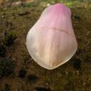 anne dijon-willame - @adijonwillame - Twitter