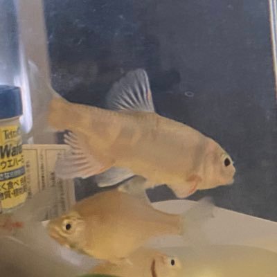 masanaohayashi's profile picture. #IFW とか #TWV2000 とかの中の人。#JUCE は1.0.2くらいの頃から使ってる。所有コントローラーは #MWiC #NuRAD #NuEVI #EWI1000 #EWI3000 #EWI3020 #EWI4000 #EWI5000 #EWIUSB