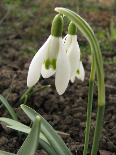 dancing_lady15's profile picture. 