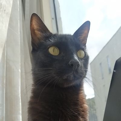 AmayaHazzel's profile picture. 