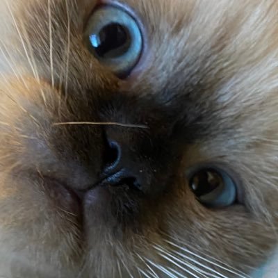 0xMeoww's profile picture. 💎🍆 @dcdao_