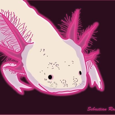 SebastianRosvel's profile picture. Estudiante de animación digital