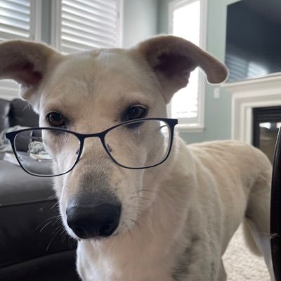 AshishKapur8's profile picture. IT Guy