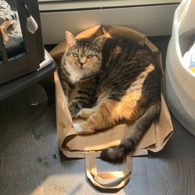 She/Her (Cat Lady) Software Systems Engineer Horses’ “legs” evolved from the equivalent of the middle finger. More people need to know this #Autistic #BonnieBee