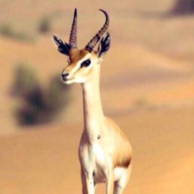 على الهون ياخل تعجلت في فرقـاك وأنا مـن غثـا دنيـاي همي مكفينـي