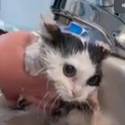 kittyspring_'s profile picture. 