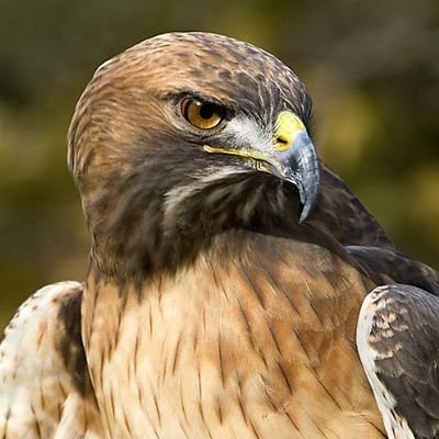 بدوي الاصل والنحلة...عربي حتى النخاع..
صبغت الشمس افكاري ...