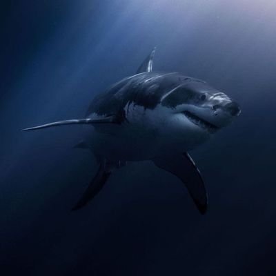 ImaShArK11 Profile Picture