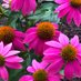 Pollinator Gardens (@pollinateto) Twitter profile photo Pollinator Gardens (@pollinateto) Twitter profile photo