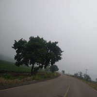 ForestalLosMazos (@losmazos) 's Twitter Profile
