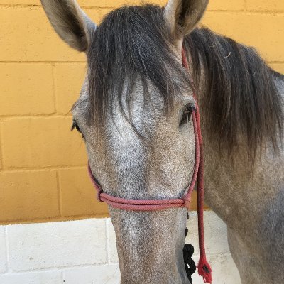 LegendHorse1 Profile Picture