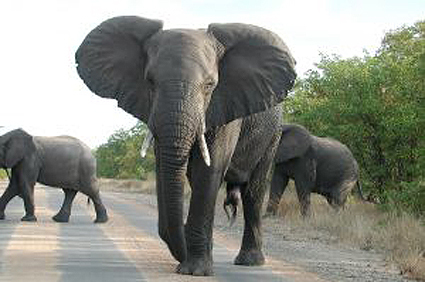 Blogs, articles, resources and more all on African Safaris.  Check out http://t.co/i0PTDmwbsJ