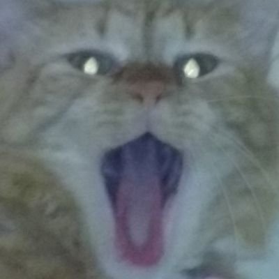 sinba_art's profile picture. . ....part time banan. part time arteist. allpart #cattwitter