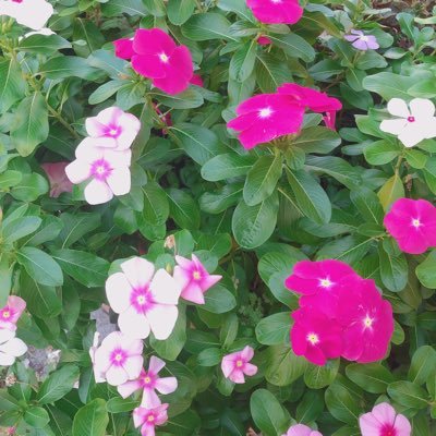 shimutaaa_n's profile picture. .