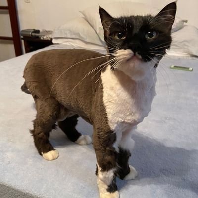 ZeollaMMA's profile picture. 🇧🇷 Amateur Jiu-Jitsu fighter, amateur Thai fighter. Born to be the UFC Featherweight Champion 🇧🇷